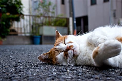 姿的意思|窓際で爆睡している猫を見てみたら…『衝撃的すぎる。